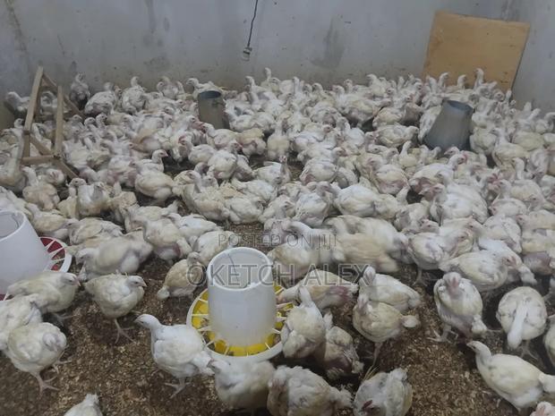 Broilers Ready for Slaughter - main view