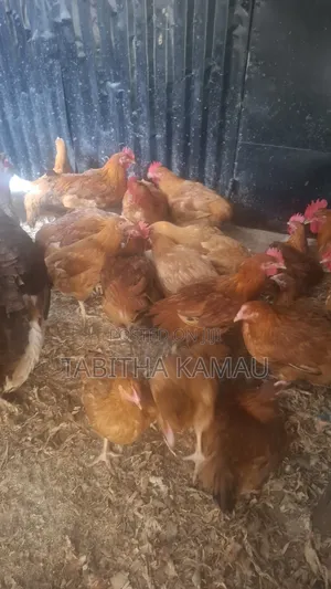 Chickens for Meat