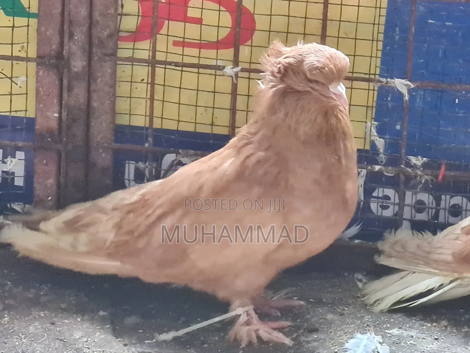Hungarian Pigeons Parents Available
