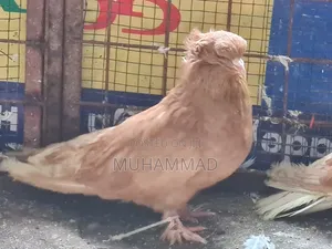 Hungarian Pigeons Parents Available