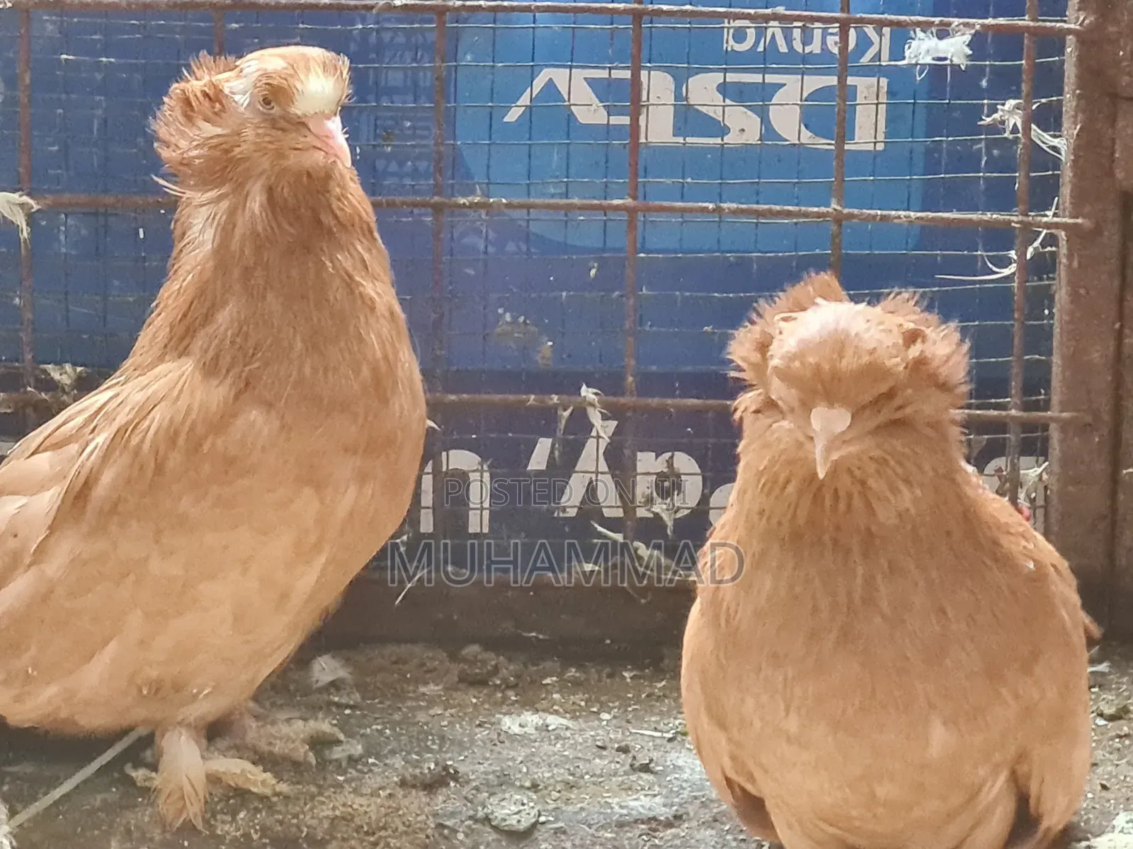 Hungarian Pigeons Parents Available