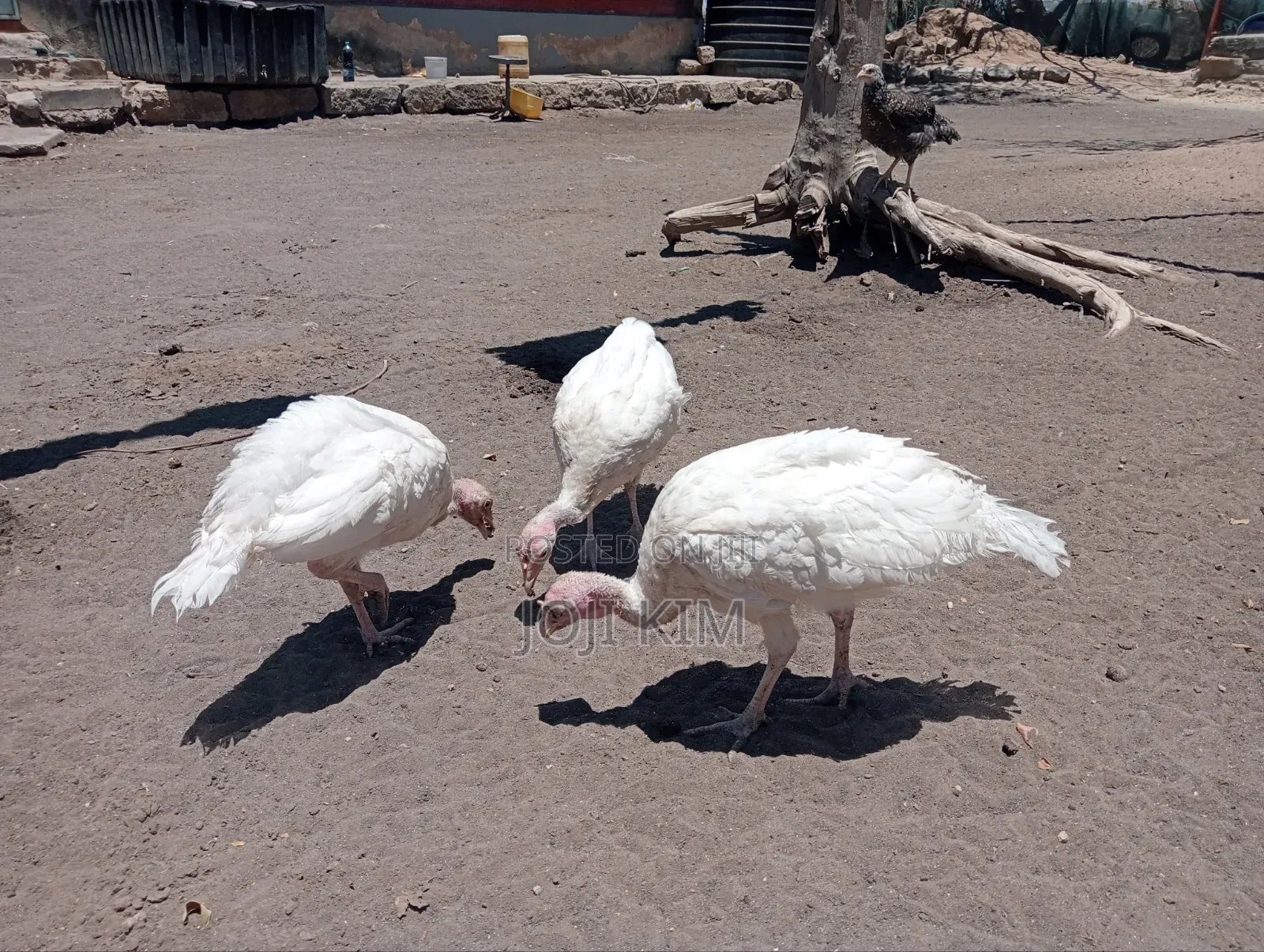 Turkey Poults