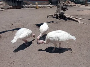 Turkey Poults