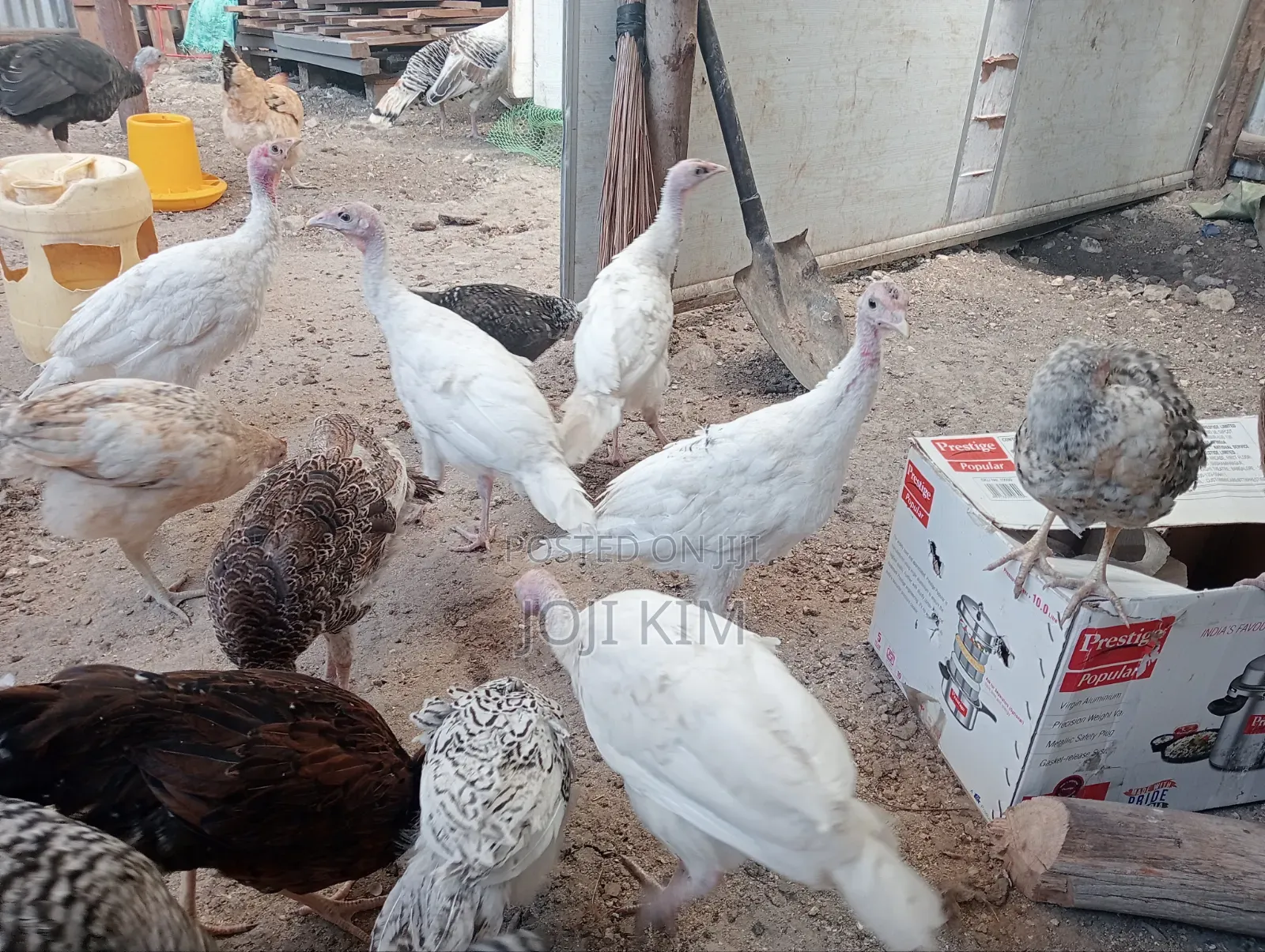 Turkey Poults