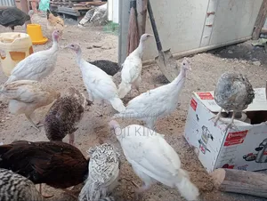 Turkey Poults
