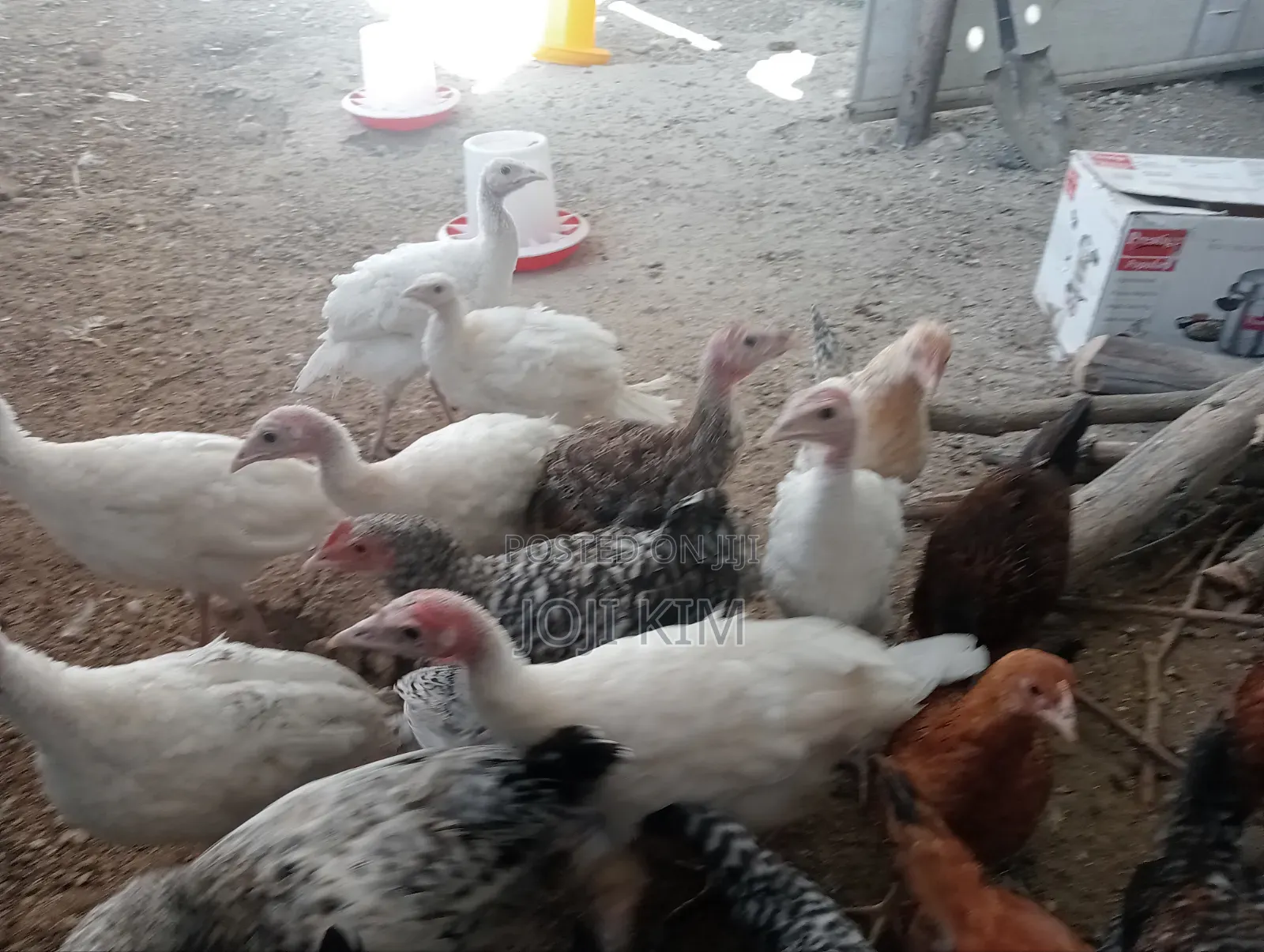 Turkey Poults