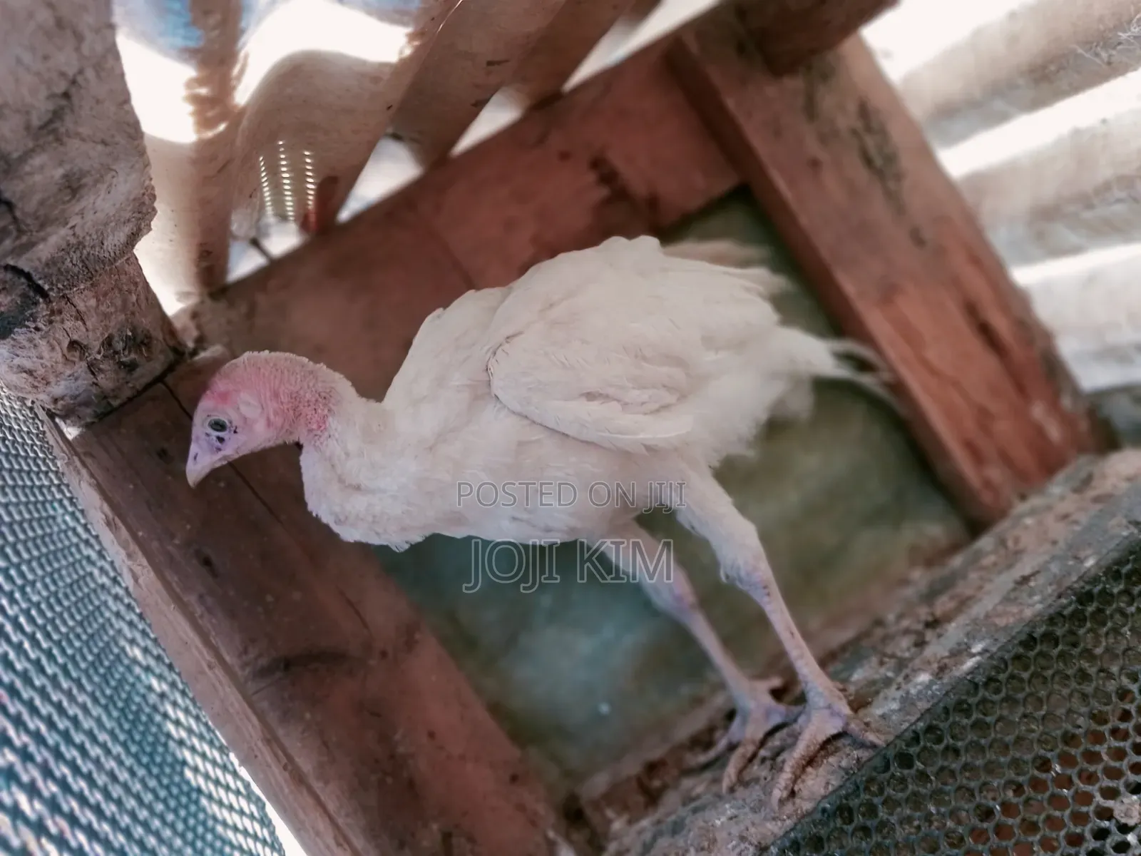 Turkey Poults