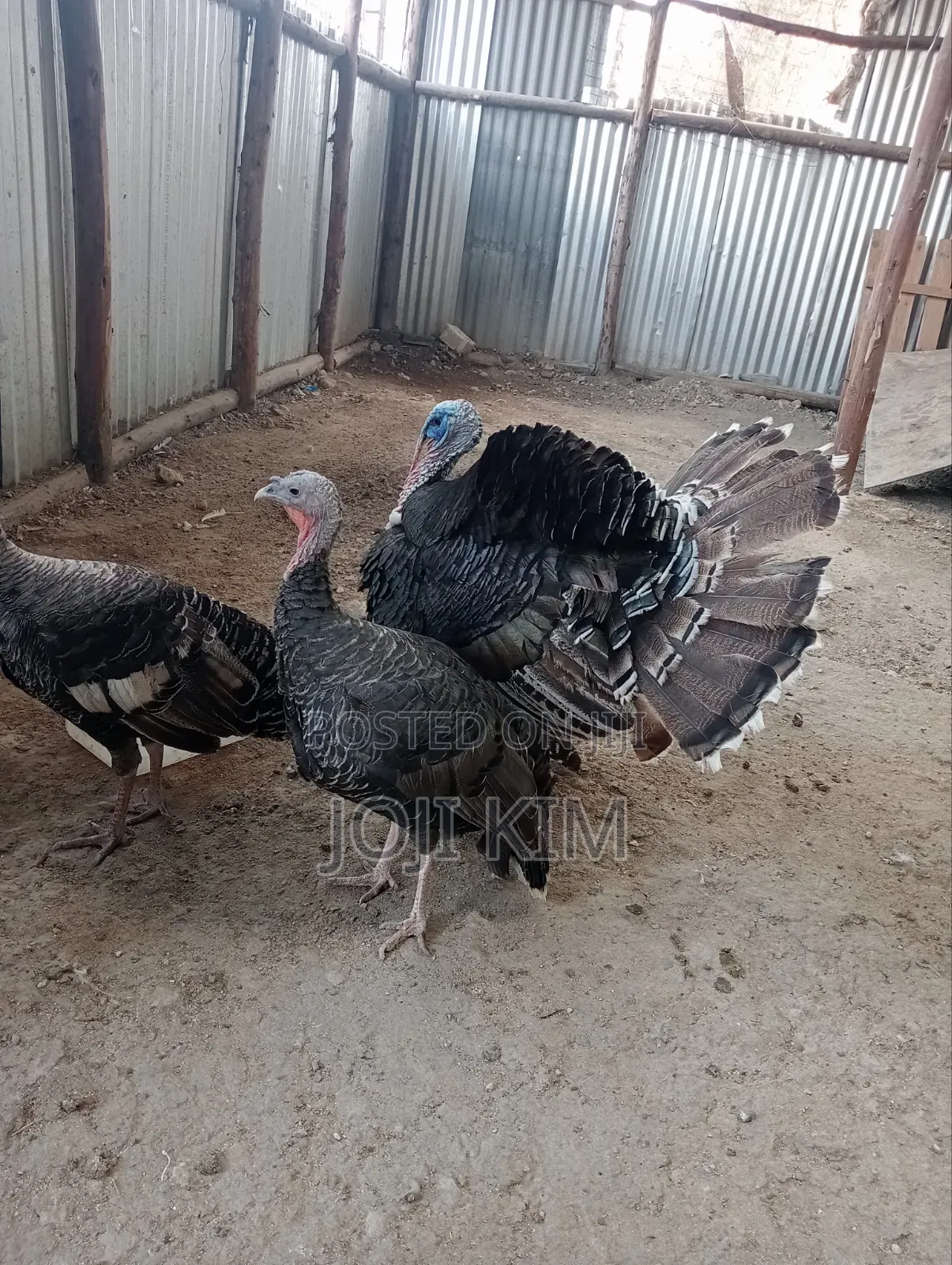 Turkey Poults