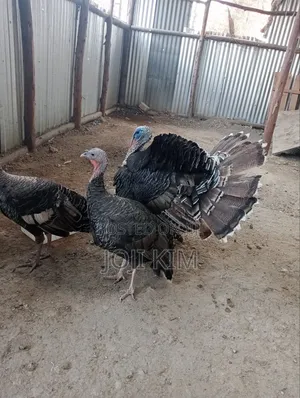 Turkey Poults