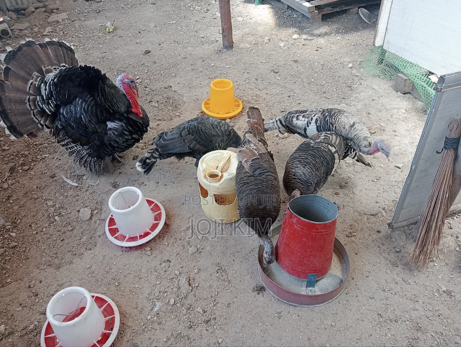 Turkey Poults