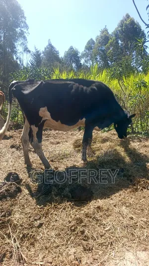 Dairy Cows for Sale(massive Production)