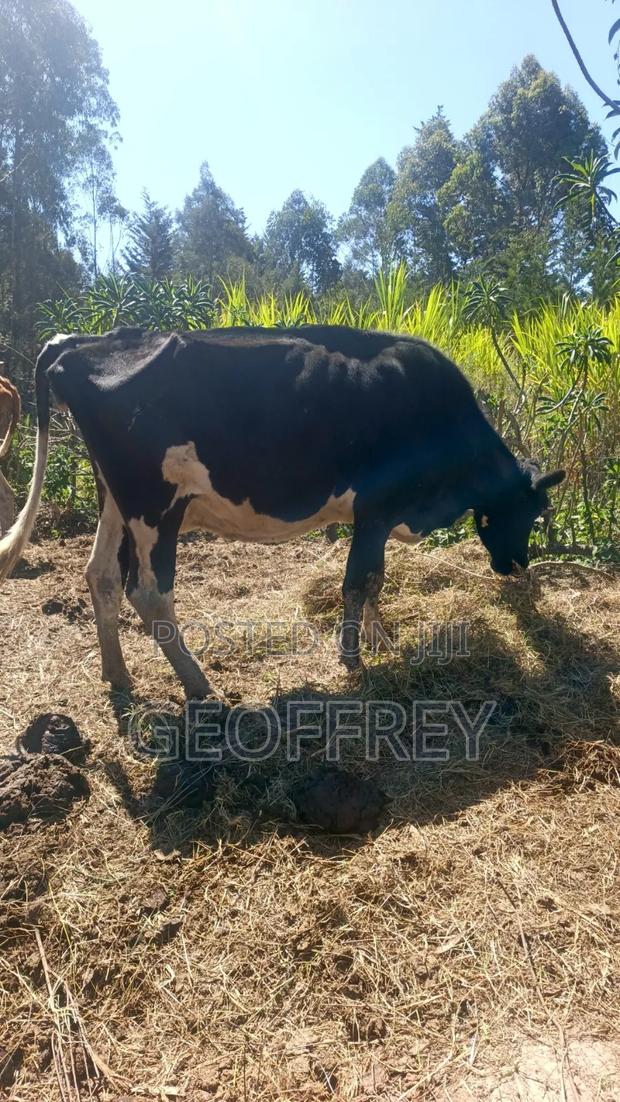Dairy Cows for Sale(massive Production) - main view