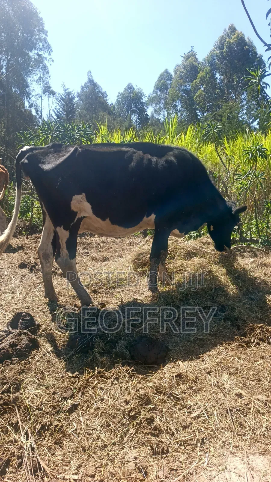 Dairy Cows for Sale(massive Production)