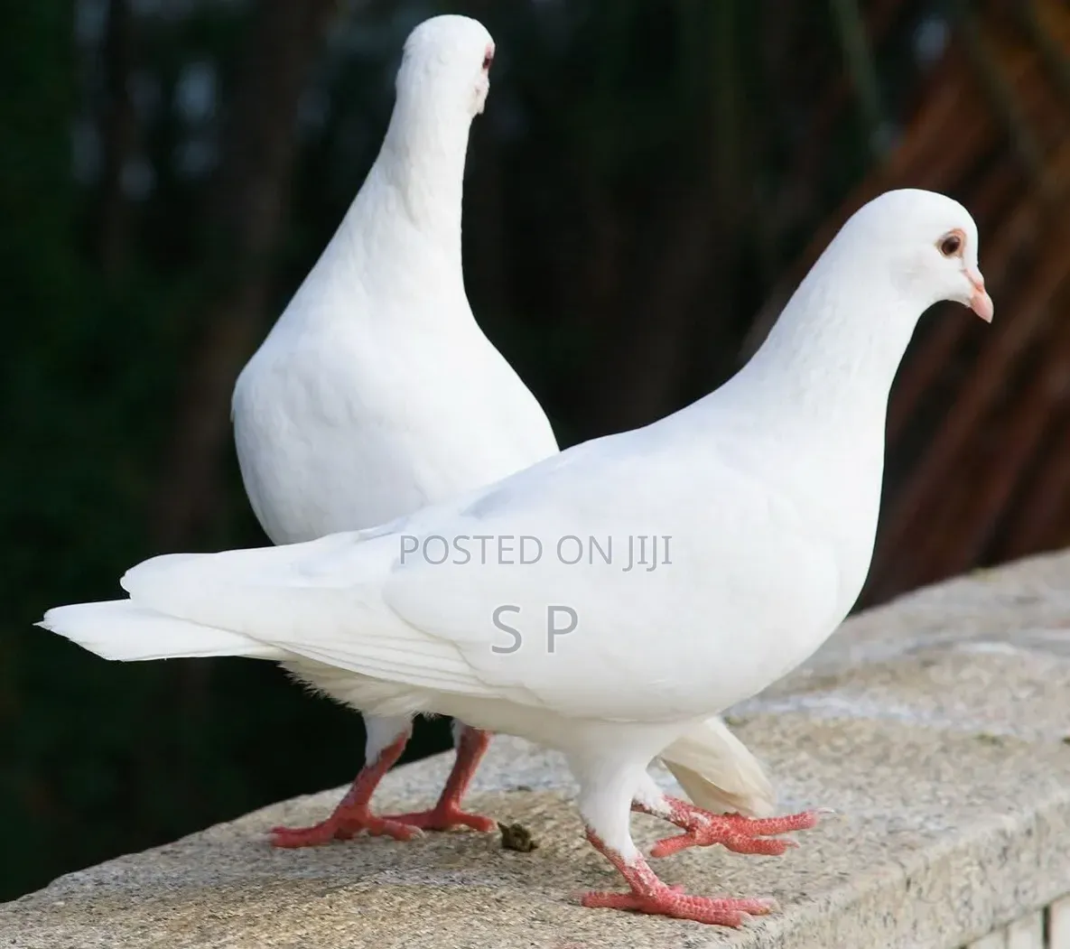 Pure White Domestic Doves