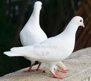 Pure White Domestic Doves