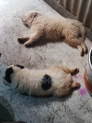 3-6 months Male Purebred Havanese