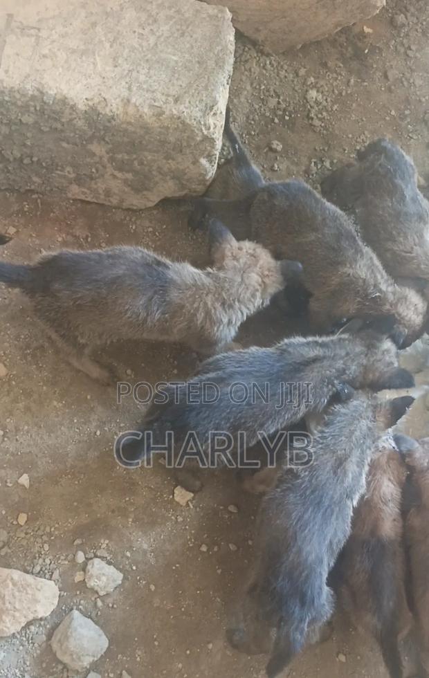 1-3 months Female Mixed Breed German Shepherd - main view