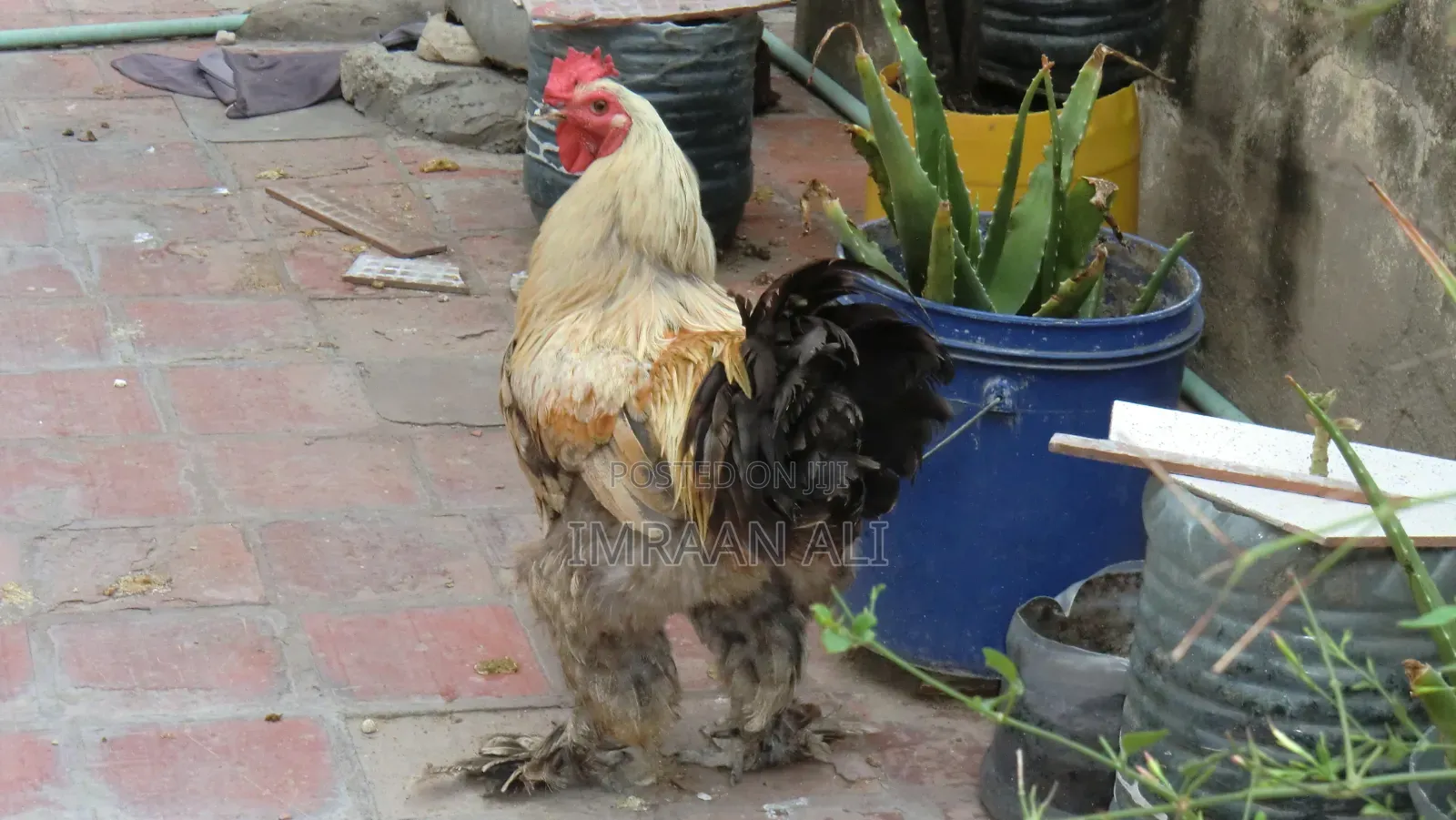 Brahma for Sale