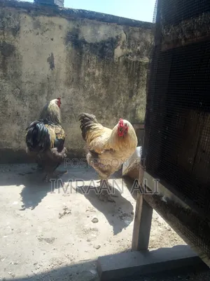 Brahma for Sale