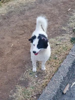 3-6 months Male Purebred Japanese Spitz