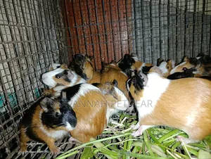 Tri-Color Guinea Pig (Cavia Porcellus) - Pairs of Male and Female