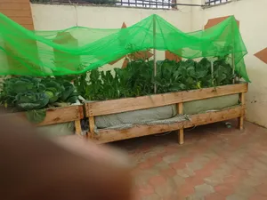 Kitchen Garden
