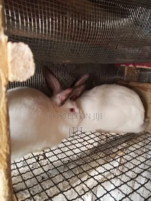 Pure Hybrid California and New Zealand Rabbits.