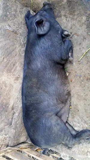 Pigs Ready for Slaughter