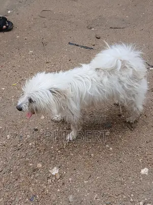 6-12 months Female Purebred Maltese Shih Tzu