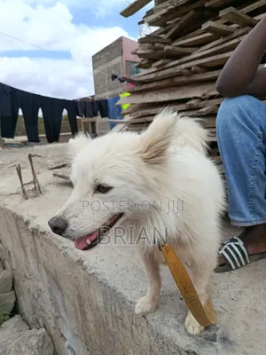 1+ year Male Purebred Dog