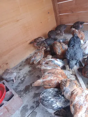 High-Yield Improved Kienyeji Chicks – 1 Month Old (Vaccinated)