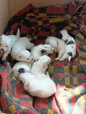 0-1 month Female Purebred German Pinscher