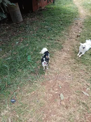 6-12 months Female Purebred Japanese Spitz