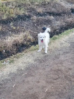 3-6 months Male Purebred Japanese Spitz