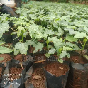 Malkia F1/Vega Pawpaw Seedlings