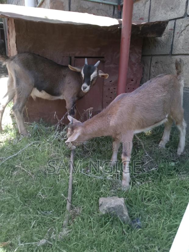 Dairy Goats - main view