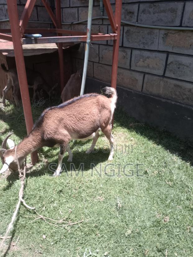 Dairy Goats - thumbnail 2