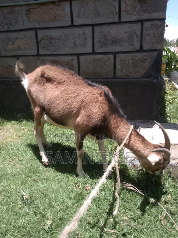 Dairy Goats - thumbnail 3