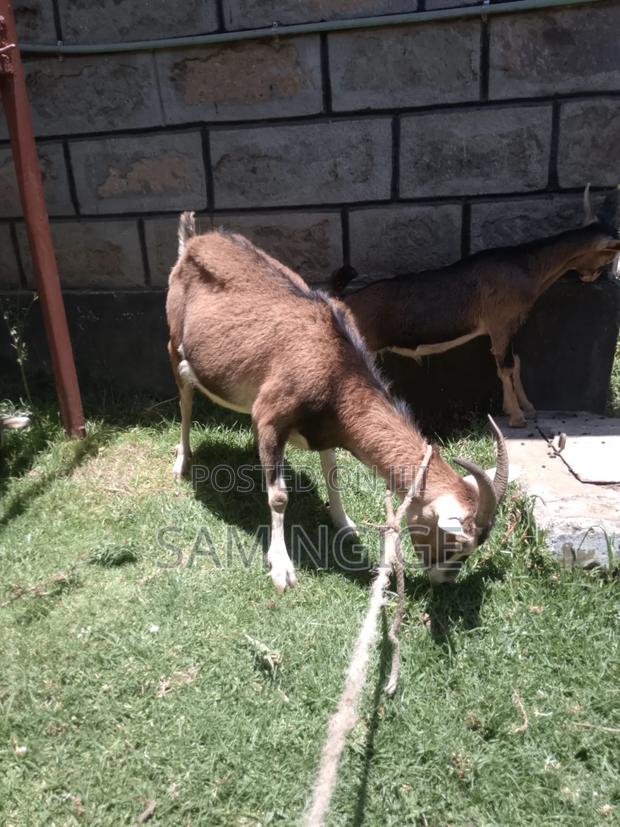 Dairy Goats - thumbnail 4