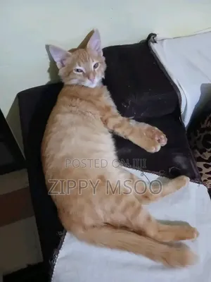 3-6 months Male Purebred Tabby
