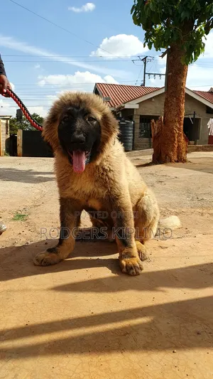 3-6 months Male Purebred Caucasian Shepherd