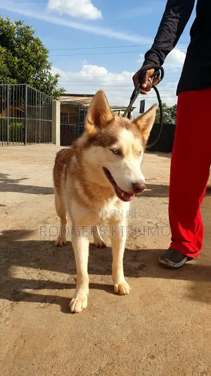 6-12 months Male Purebred Siberian Husky
