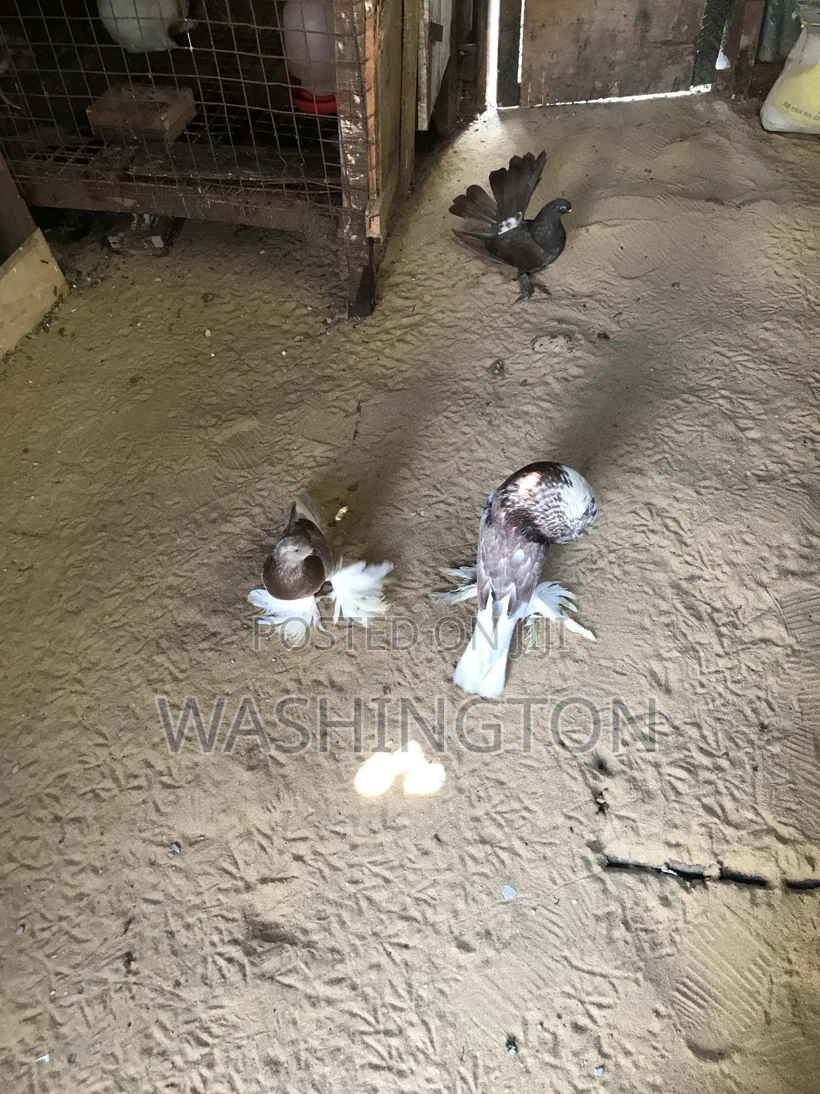 Matured Pigeons