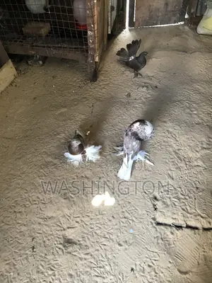 Matured Pigeons