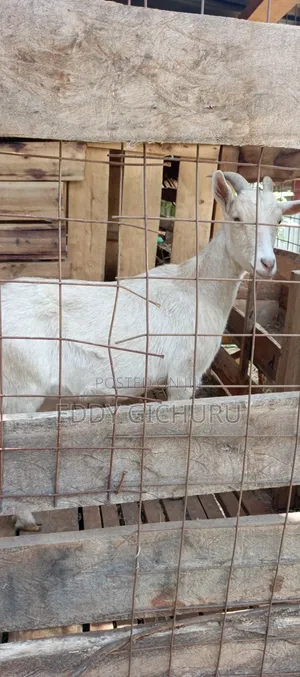 Dairy Goat
