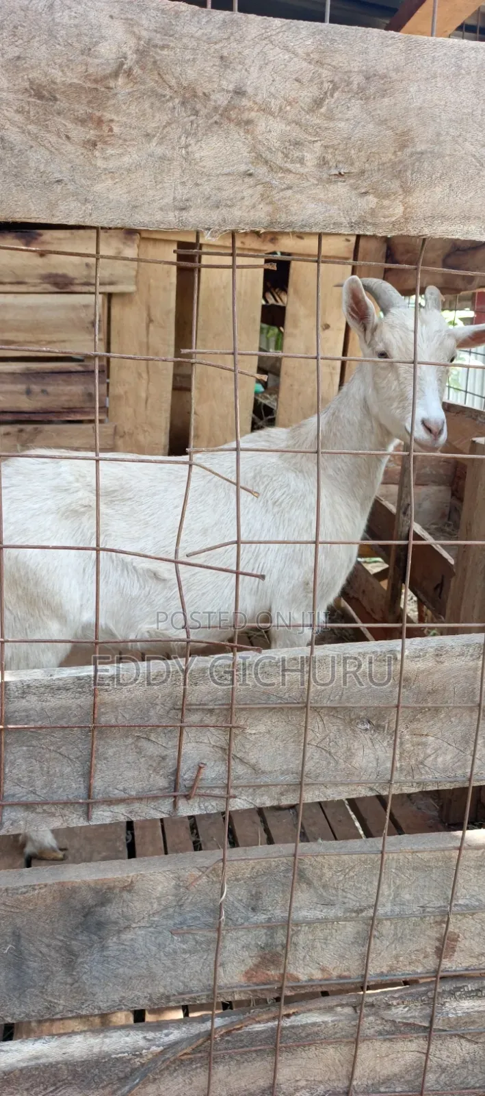 Dairy Goat