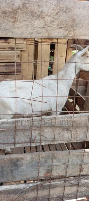 Dairy Goat