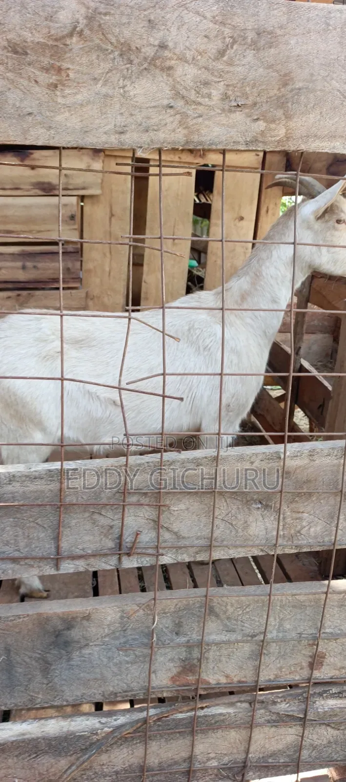 Dairy Goat