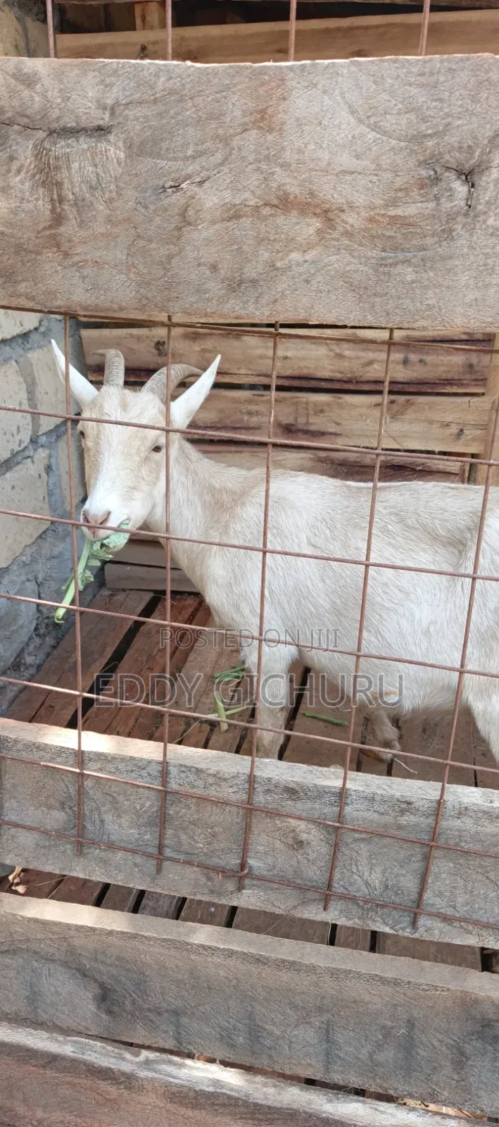 Dairy Goat