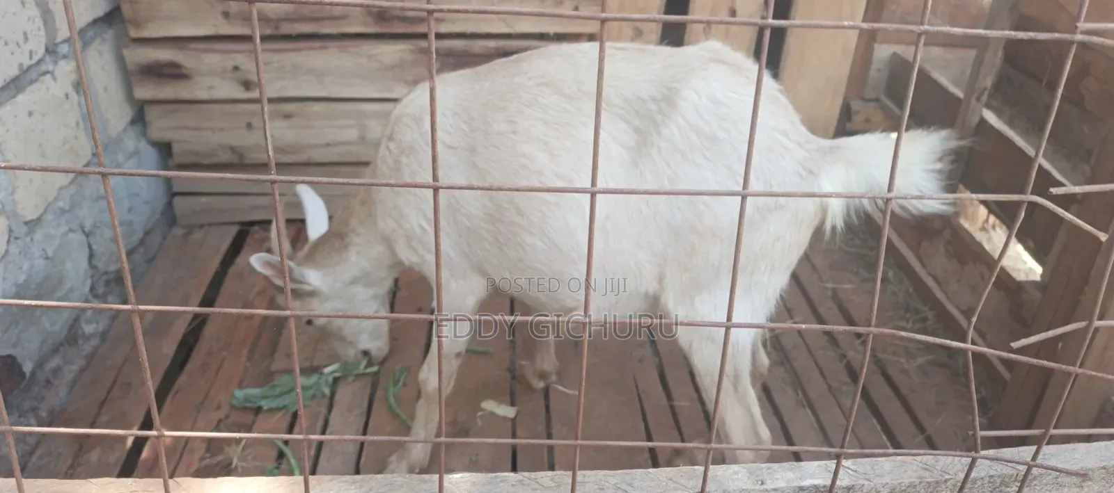 Dairy Goat